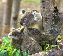 koala bear in the zoo