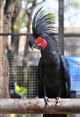 Black palm cockatoo.