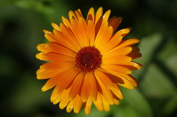 Ringelblume