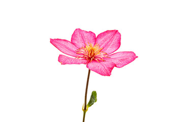 Obraz na płótnie Canvas flower isolated