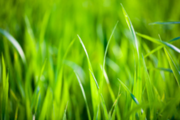 Fototapeta na wymiar Blurred background of green grass