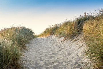 Dune with green grass. View for the beach.