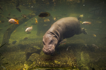 hippopotamus