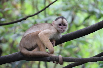 suspicious monkey in a tree in amazon rain forest