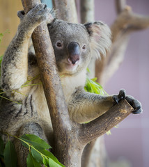 koala bear in the zoo