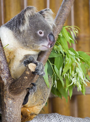 Obraz premium koala bear in the zoo