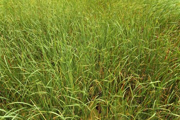 Fresh green plants outdoors 
