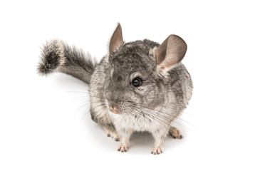Obraz premium Chinchilla