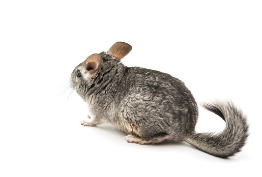 Chinchilla