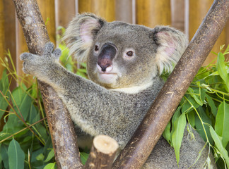 koala bear in the zoo