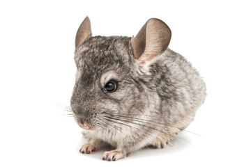 Chinchilla