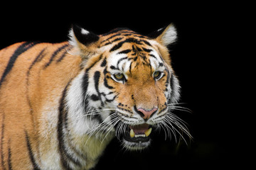 Tiger Sumatran