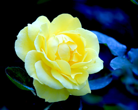 Yellow glowing garden rose