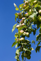 ripe apples hanging on a branch at orchard against the blue sky