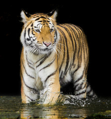 Tiger Sumatran