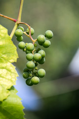 bunch of grapes on the vine with green leaves