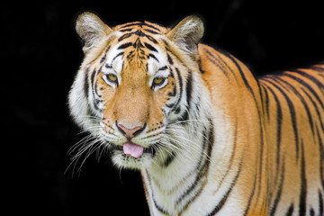 Tiger Sumatran