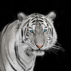 Tiger Sumatran