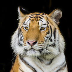 Tiger Sumatran