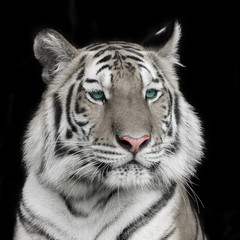 Tiger Sumatran