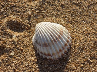 Shell in sand