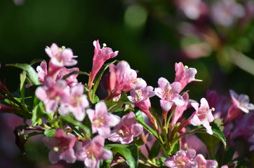 kwitnący krzew  © agnes78