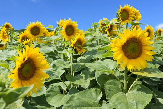 sunflowers, blue sky