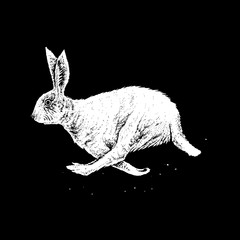 white hare running © lineartestpilot