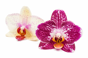 Naklejka na ściany i meble orchid flower