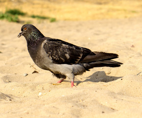 Hungry pigeon walking on sandy beach