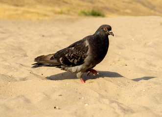 Hungry pigeon walking on sandy beach