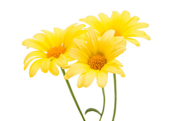 yellow daisy