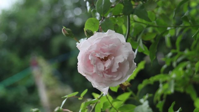 Pink climbing rose with bokeh, Captain Christy Climbing, close up hd footage 