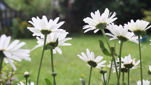 Close-up view of daisies in the garden in the wind, HD footage 