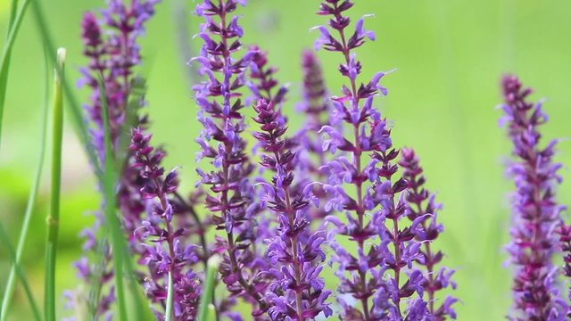 Blue Salvia blossom, Common Sage, HD footage 
