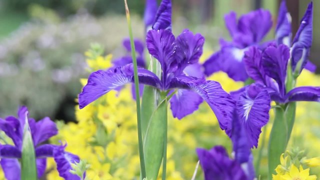 Violet Iris flowers in the wind, HD footage 