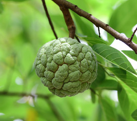 Fototapeta premium Custard apple fruit,Annona squamosa
