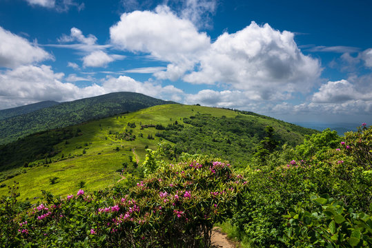 Fototapeta The spring rhododenron blooms at grassy ridge in the Roan Highlands of the Blue Ridge Mountains were spectacular this year.  