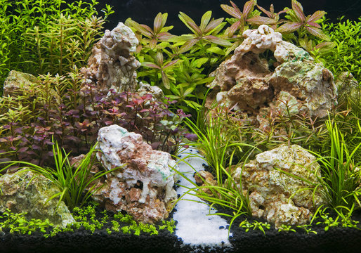 Aquatic plants in tropical