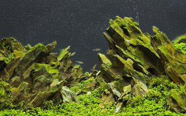 Aquatic plants in tropical © titipong8176734