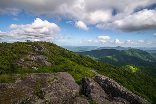 The spring rhododenron blooms at grassy ridge in the Roan Highlands of the Blue Ridge Mountains were spectacular this year.