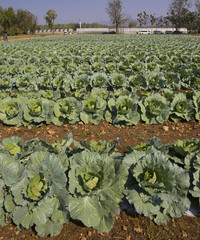 Fototapeta premium Cabbage