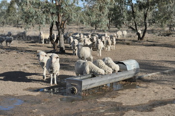 Obraz premium Sheep drinking at Walgett, NSW