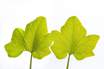 Large leaf pumpkin isolated on white background