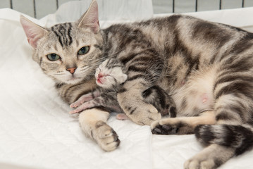 mother cat hugging little kitten