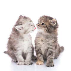 Two cute kitten kissing on white background