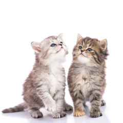 Cute tabby kittens looking up