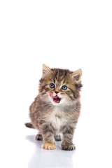 Cute tabby kitten licking lips and look up on white background