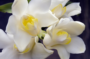 Fototapeta na wymiar Orchid Chysis bractescens