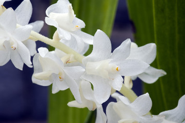 Orchid Eria hyacinthoides